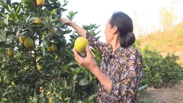 浠水：与寂寞为伴 “倔强姐”吴波深山养土鸡17年