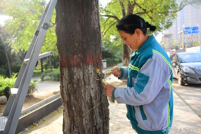 郑州：绿化工人抓住天牛幼虫越冬时节 进行药物毒杀