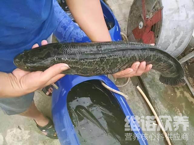 喂黑鱼饲料比例是多少，黑鱼饲料配方大全