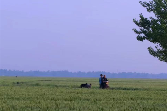 夕日猎犬，细犬，二郎神的哮天犬的原形就是山东细犬