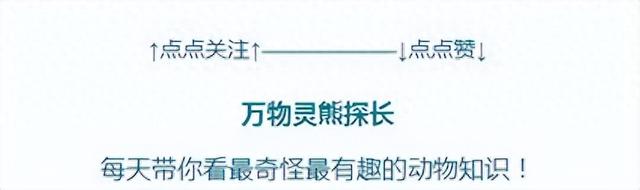 1克麝香800元，为了不被猎杀取香，雄麝被人追捕会咬破香囊自杀？