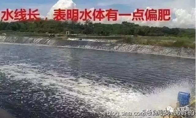 水产养殖，池塘水色反映水质好坏，快看看自家鱼塘水咋样了