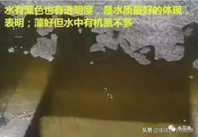 水产养殖，池塘水色反映水质好坏，快看看自家鱼塘水咋样了