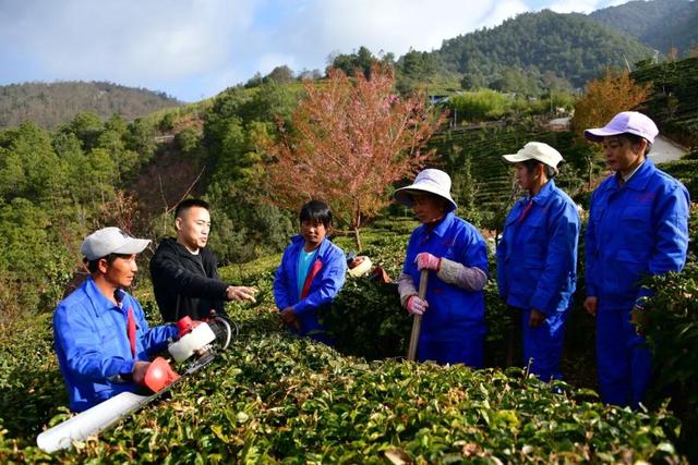 外出务工10年后返乡创业，他带领128户群众致富增收