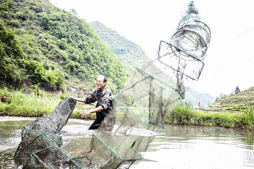 贵州省毕节市小吉场镇南丰村：合作社养殖龙虾 助民增收致富