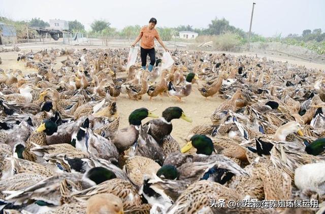 广西北海市、钦州市的海鸭养殖运用微生物技术解决污染问题效果好