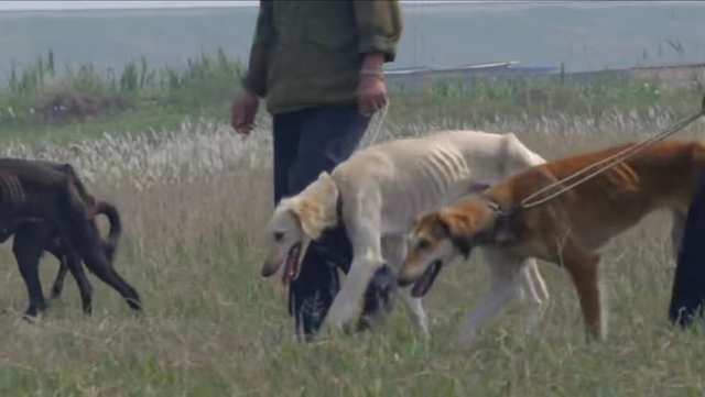 夕日猎犬，细犬，二郎神的哮天犬的原形就是山东细犬