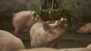 规模化养殖场养殖数量(农业农村部：预计生猪规模化养殖比重达68%左右，比上年提高约3个百分点)