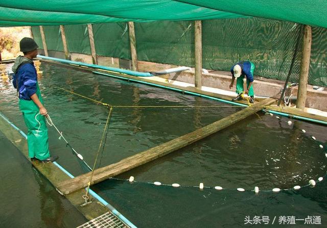 淡水鱼养殖要注意水温变化，掌握规律、注意防病