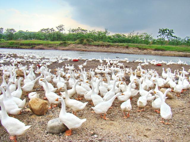 项目快报：河南洛阳“50项”获批项目，涉及养殖、种植、农田等