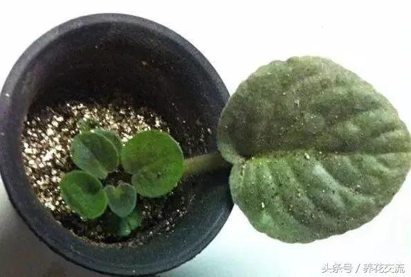 初学者养护非洲紫罗兰盆栽的几个技巧，花谢后促进再次开花的技巧