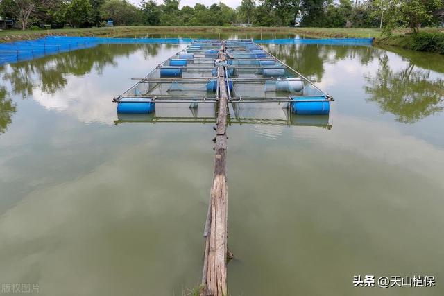 黄鳝养殖最新方法