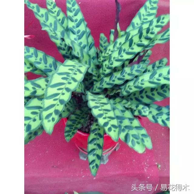 观叶植物推荐：猫眼竹芋的鉴赏养护