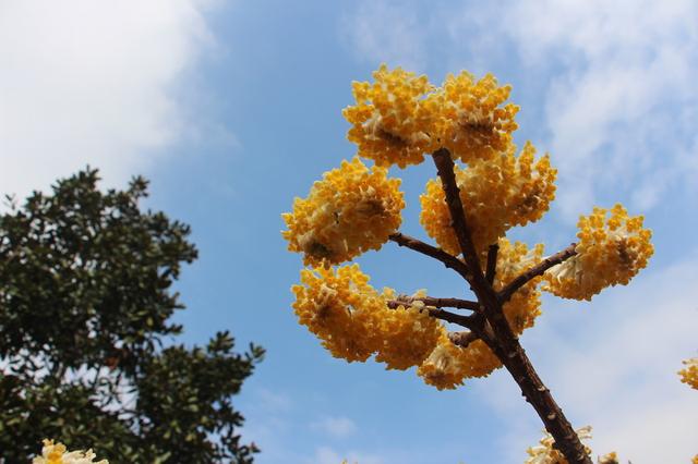 结香花是怎么养成的？学会几个小妙招， 锦簇花球永结香