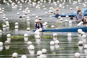 淡水珍珠是养殖珍珠吗(#（经济）浙江德清：淡水珍珠养殖助农增收)