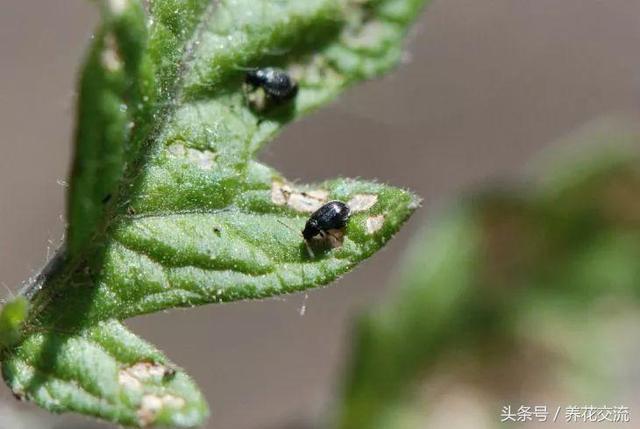 养护盆栽植物的10大技巧，新手学会后就很难养死花了