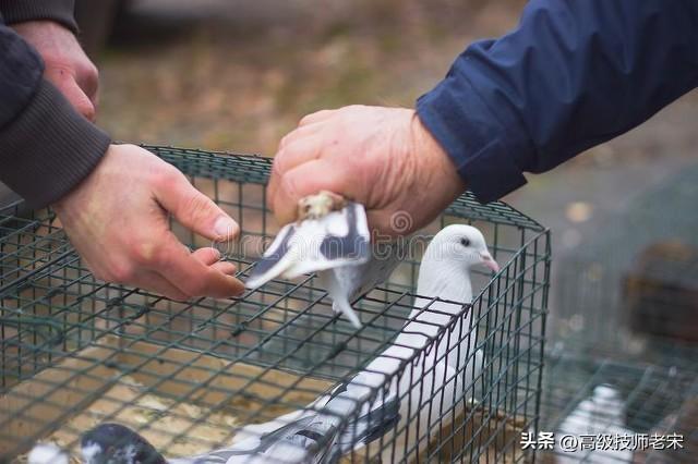 鸽子养殖入门指南