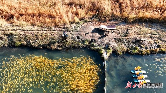 甘州区下崖村特种水产养殖促进农旅融合发展