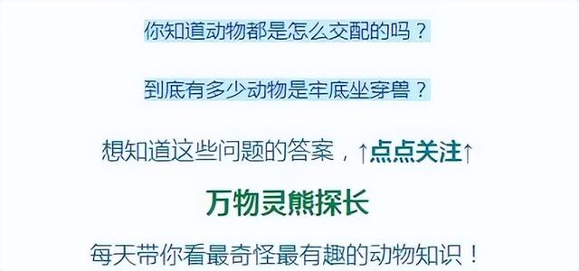 1克麝香800元，为了不被猎杀取香，雄麝被人追捕会咬破香囊自杀？