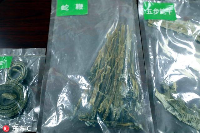 敢盘吗？小伙养5万条毒蛇，常被蛇咬，年入1千万