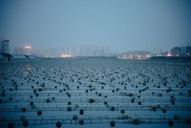 干货｜海虾淡水怎么养，室内标粗淡化专治水土不服“虾”