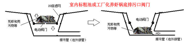 干货｜海虾淡水怎么养，室内标粗淡化专治水土不服“虾”