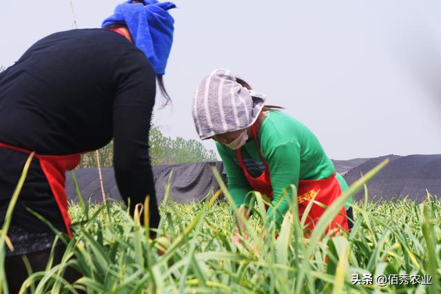 2个步骤破译大蒜高产“密码”，按照要求去做，大蒜种植无新手