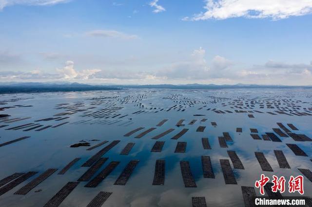 航拍广西钦州七十二泾“万亩”大蚝养殖基地，场面壮观