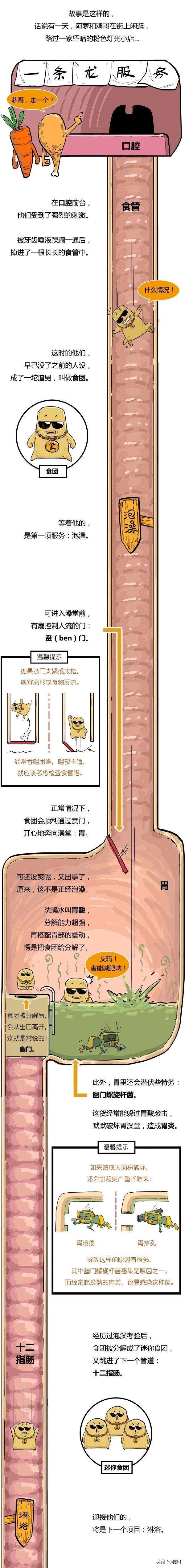 疯狂的消化之旅：食物被吃进去后，会在你身体里干啥？