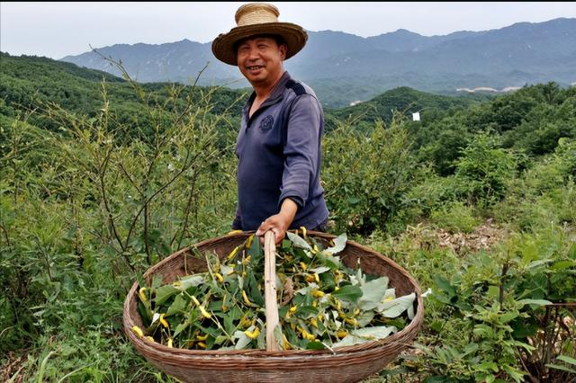 “广西蚕丝王”陈国民三天不睡觉，直接进账几十万