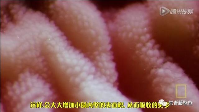 好片推荐｜人体内部什么样？跟着镜头钻进真实的身体看一看