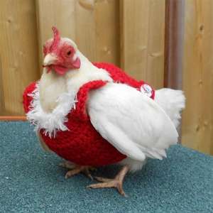 美女的小鸡相片儿(有趣加拿大女子为自家鸡设计针织软萌“小礼服”)