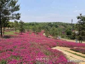 美女美花(一地浪漫的美女樱花海)