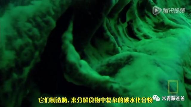 好片推荐｜人体内部什么样？跟着镜头钻进真实的身体看一看