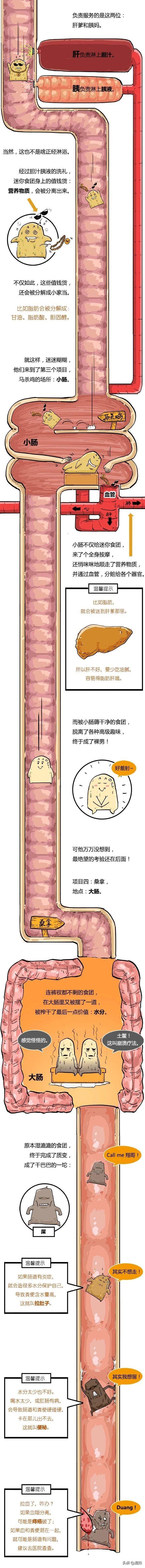 疯狂的消化之旅：食物被吃进去后，会在你身体里干啥？