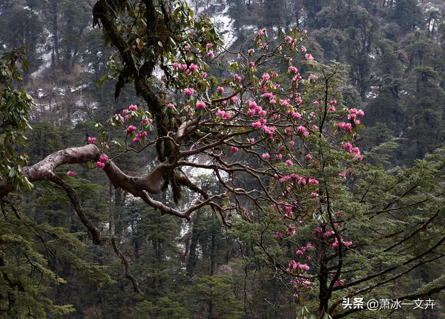 自驾滇西怒江、独龙江大峡谷（七）独龙秘境，人间绝美（1）