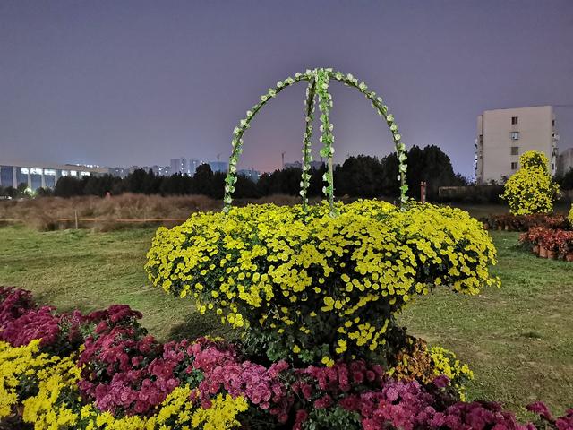 今年冬天不太冷，南阳初冬街头，美女菊花竞相争艳