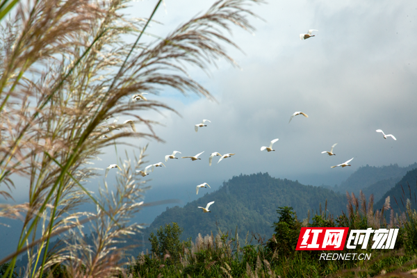 打卡网红地炎陵县水口镇水西村