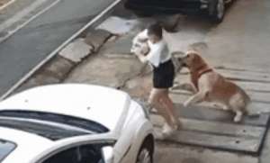 幼犬咬美女(画面惊险金毛犬当街扑倒女子，并撕咬其怀中小狗主人高声呼救)