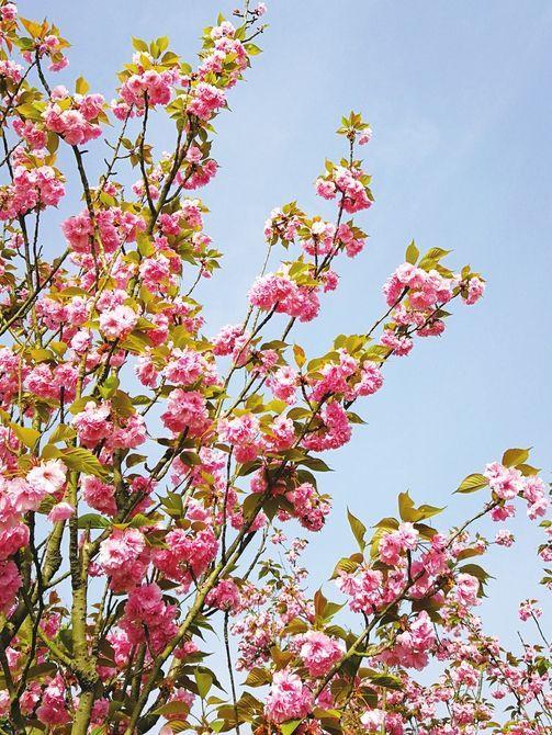 「成都冷知识」一说樱花都想到日本？其实樱花的老家在成都平原  ​