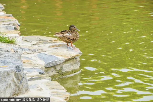 门票3毛钱！这个私家花园对外开放啦，有“佛香阁”，还有满树苹果~