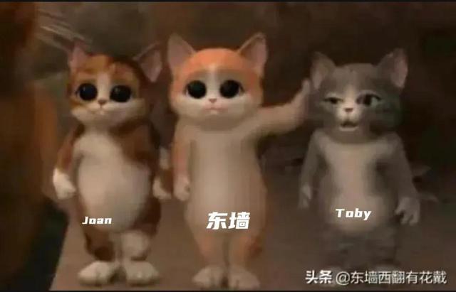 我的猪队友Toby