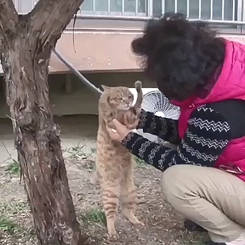 韩国大妈捡到只橘猫，仔细一看表情复杂：胖不起来的原因找到了