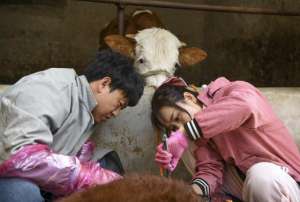 美女牛羊水(95后女孩每年接生200头牛，引上百万人围观)