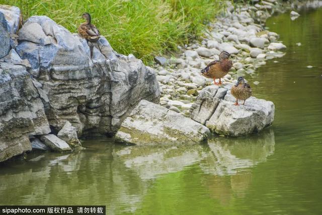 门票3毛钱！这个私家花园对外开放啦，有“佛香阁”，还有满树苹果~