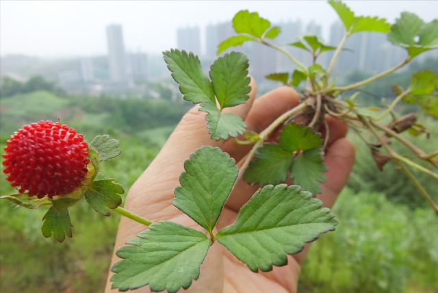 什么是蛇泡？老人讲“蛇泡毒又毒，孩子莫要碰”，蛇泡真不能吃吗