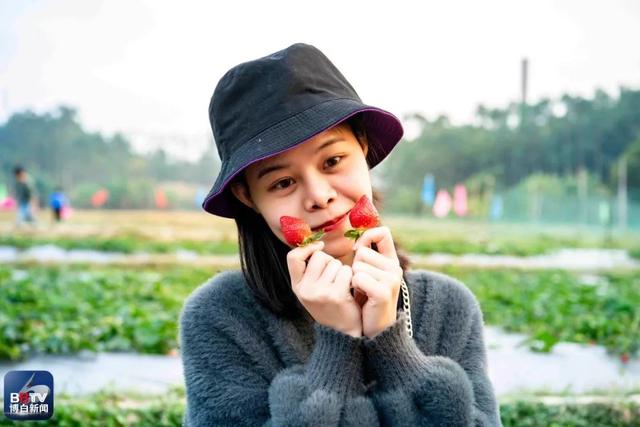 冬天摘草莓的博白女孩，不一样的田园美在冬天