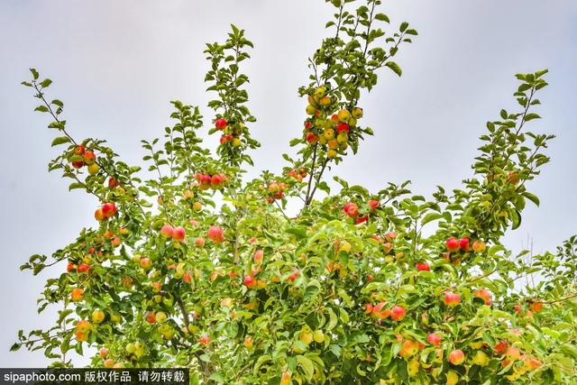 门票3毛钱！这个私家花园对外开放啦，有“佛香阁”，还有满树苹果~