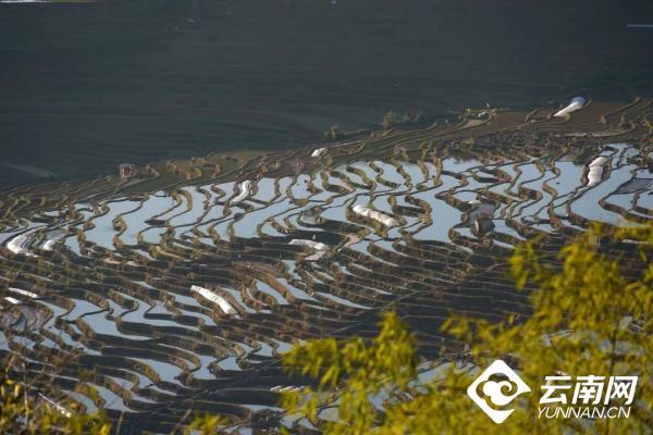 绿春腊姑梯田：我和春天有个约会