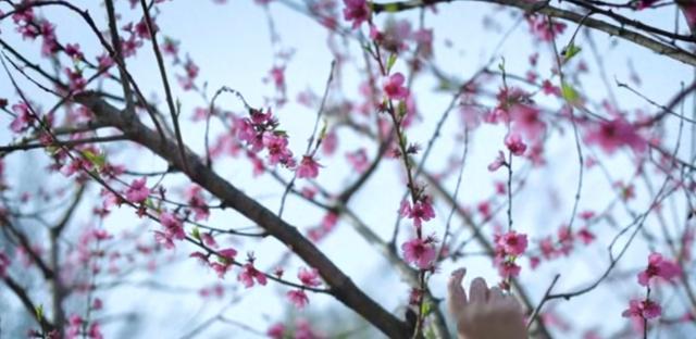 李子柒做的桃花美食，吸引了两千万人次围观，网友：桃花这么能吃